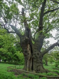 Title: The Old Oak Tree, Author: William McCurrach