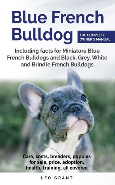 Blue French Bulldog