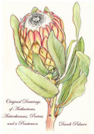 Title: Original Drawings of Anthuriums, Antirrhinums, Proteas and a Penstemon, Author: Dandi Palmer