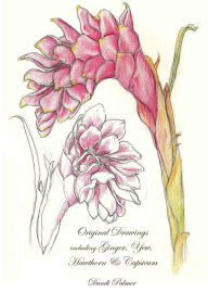 Title: Original Drawings Including Ginger, Yew, Hawthorn & Capsicum, Author: Dandi Palmer