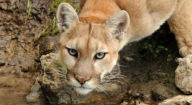 Title: A Real Puma, Author: Jennifer Gisselbrecht Hyena