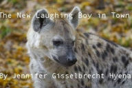 Title: The New Laughing Boy in Town, Author: Jennifer Gisselbrecht Hyena