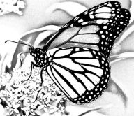 Title: NOVA the MONARCH Butterfly, Author: homer webb