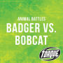 Badger vs. Bobcat