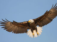 Title: EAGLE WINGS: those who wait on the Lord Shall renew their strength; They shall mount up with wings like eagles, Author: Minister EvangelistCrystal Lashelle Lax