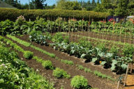 Title: HOME VEGETABLE GARDENING A COMPLETE AND PRACTICAL GUIDE TO THE PLANTING AND CARE OF ALL VEGETABLES, FRUITS AND BERRIES, Author: F. F. ROCKWELL