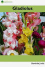 Gladiolus