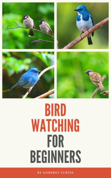 Bird Watching For Beginners