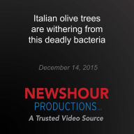 Italian olive trees are withering from this deadly bacteria