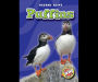 Puffins