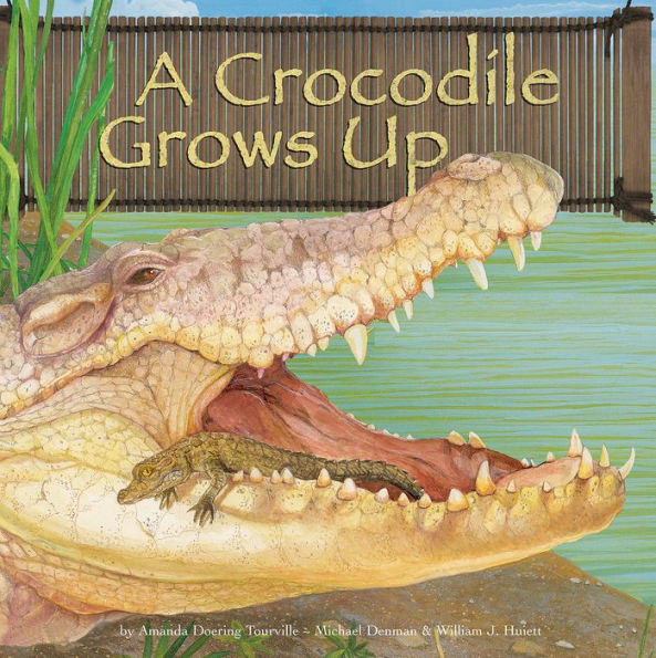 A Crocodile Grows Up