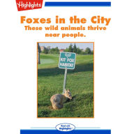Foxes in the City