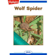 Wolf Spider