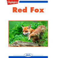 Red Fox