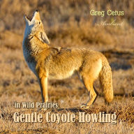 Gentle Coyote Howling in Wild Prairies