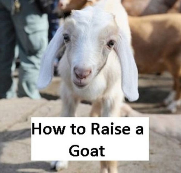 How to Raise a Goat