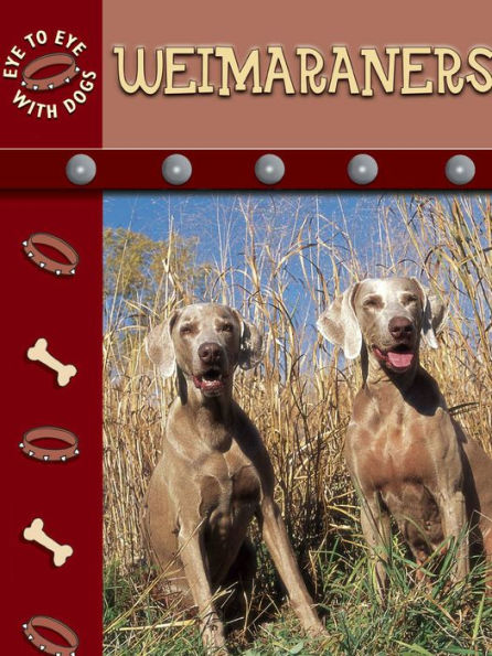 Weimaraners