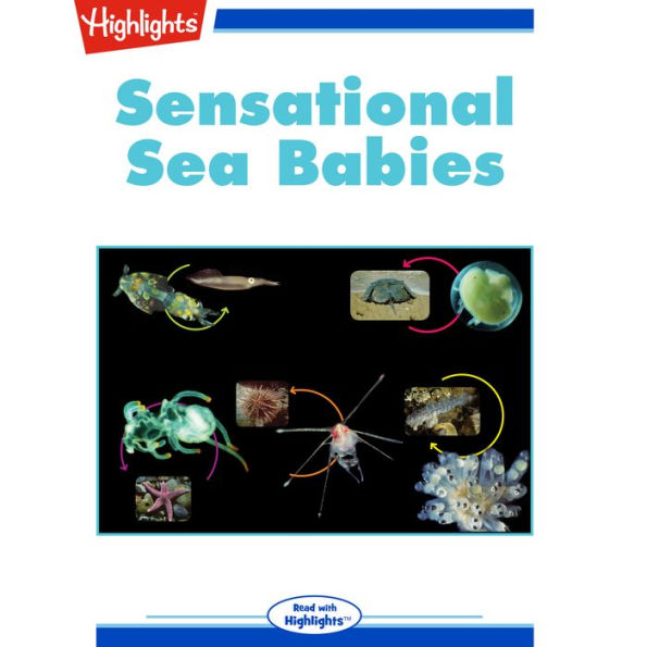 Sensational Sea Babies
