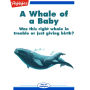 A Whale of a Baby: Was this right whale in trouble or just giving birth?