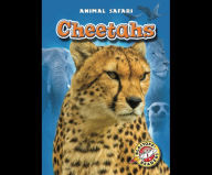 Cheetahs