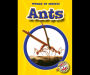 Ants