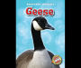 Geese