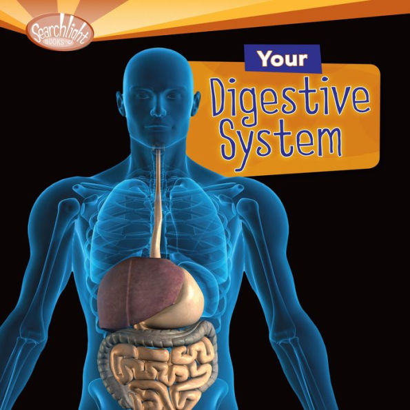 Your Digestive System