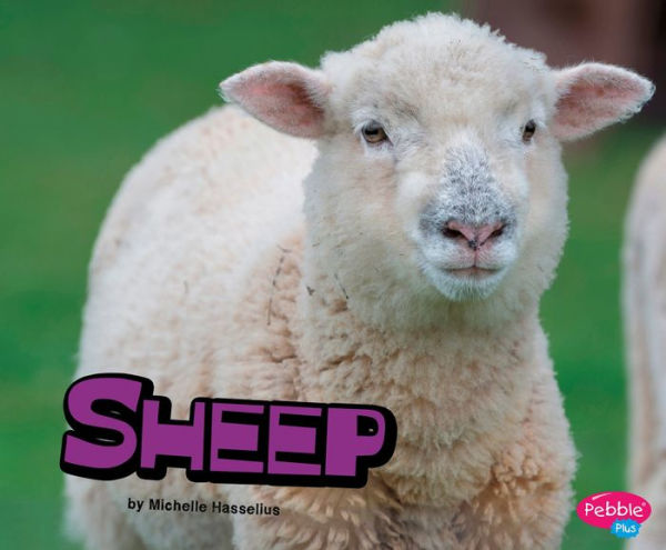 Sheep