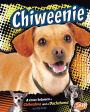 Chiweenie: A Cross Between a Chihuahua and a Dachshund