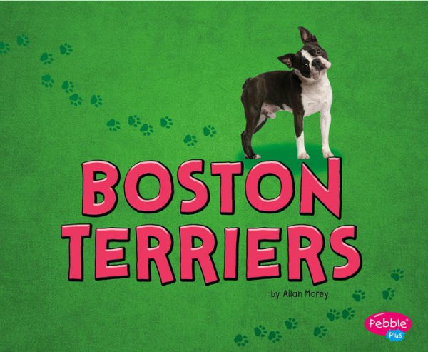 Boston Terriers