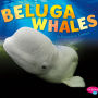 Beluga Whales