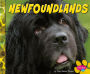 Newfoundlands