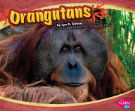 Orangutans