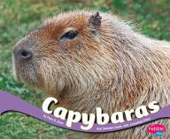 Capybaras