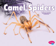 Camel Spiders