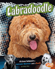 Labradoodle: A Cross Between a Labrador Retriever and a Poodle