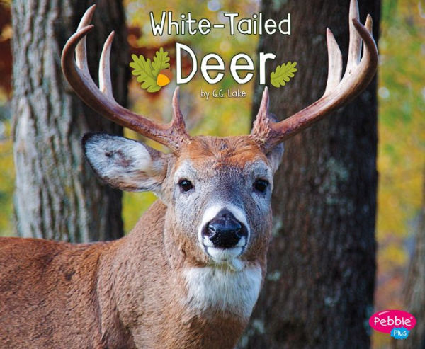 White-Tailed Deer