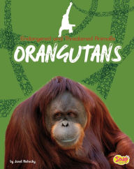 Orangutans