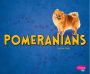 Pomeranians