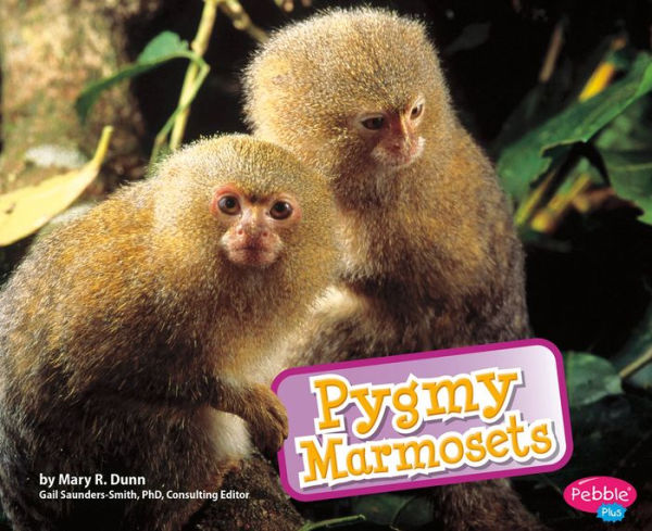 Pygmy Marmosets