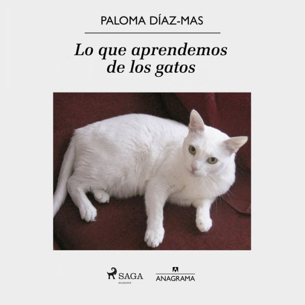 Lo que aprendemos de los gatos