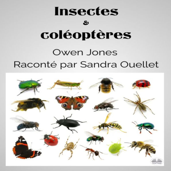 Insectes et coléoptères