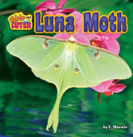 Luna Moth