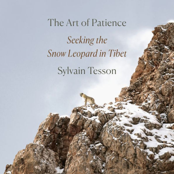 The Art of Patience: Seeking the Snow Leopard in Tibet