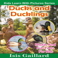 Ducks and Ducklings: Photos and Fun Facts for Kids