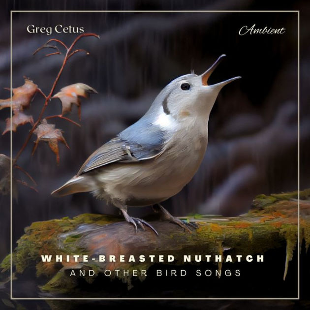 White-breasted Nuthatch and Other Bird Songs: Ambient Audio for ...