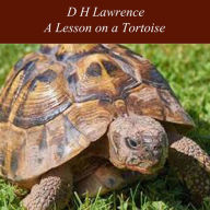 A Lesson on a Tortoise