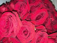 Title: Midnight Masquerade, Author: Green