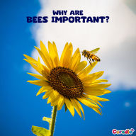 Why are Bees Important?: The Story of Honey Bees