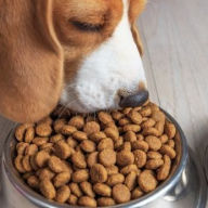 Alimentación Canina: Perras Gestantes y Cachorros